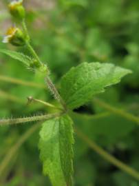 Fotografia da espécie Galinsoga ciliata