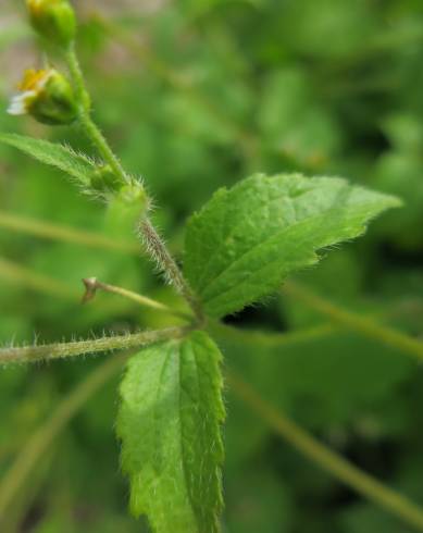 Fotografia de capa Galinsoga ciliata - do Jardim Botânico