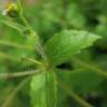 Fotografia 1 da espécie Galinsoga ciliata do Jardim Botânico UTAD