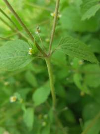 Fotografia da espécie Galinsoga ciliata