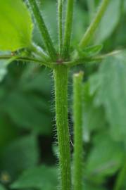 Fotografia da espécie Galinsoga ciliata