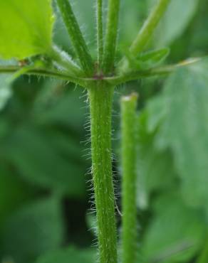 Fotografia 5 da espécie Galinsoga ciliata no Jardim Botânico UTAD