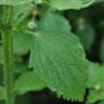 Fotografia 6 da espécie Galinsoga ciliata do Jardim Botânico UTAD