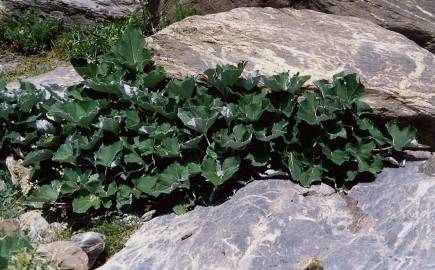 Fotografia da espécie Petasites paradoxus