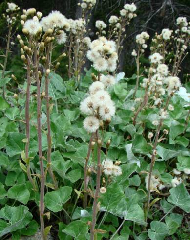 Fotografia de capa Petasites paradoxus - do Jardim Botânico