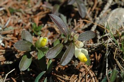 Fotografia da espécie Polygala chamaebuxus