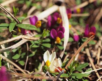 Fotografia da espécie Polygala chamaebuxus