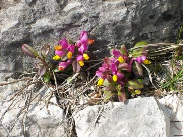 Fotografia da espécie Polygala chamaebuxus