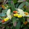 Fotografia 6 da espécie Polygala chamaebuxus do Jardim Botânico UTAD