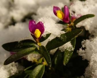 Fotografia da espécie Polygala chamaebuxus