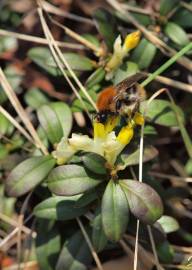 Fotografia da espécie Polygala chamaebuxus