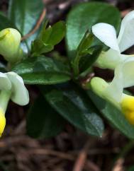 Polygala chamaebuxus