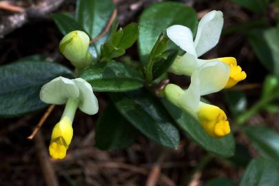 Fotografia da espécie Polygala chamaebuxus