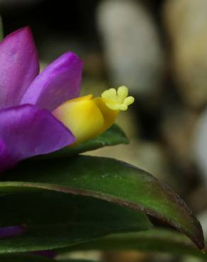 Fotografia 12 da espécie Polygala chamaebuxus no Jardim Botânico UTAD