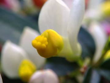 Fotografia da espécie Polygala chamaebuxus