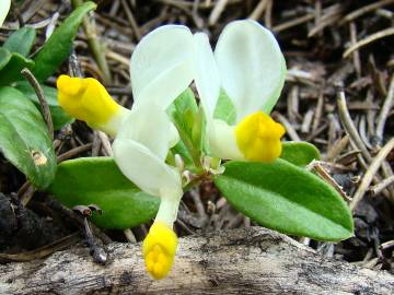 Fotografia da espécie Polygala chamaebuxus