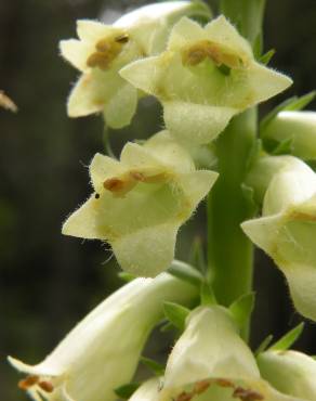 Fotografia 3 da espécie Digitalis lutea no Jardim Botânico UTAD