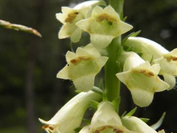 Fotografia da espécie Digitalis lutea