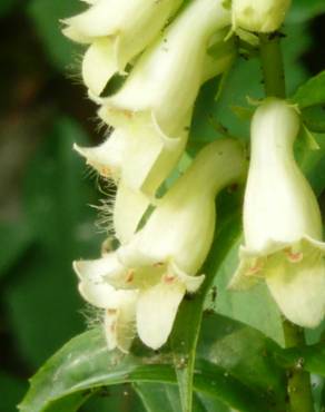 Fotografia 4 da espécie Digitalis lutea no Jardim Botânico UTAD