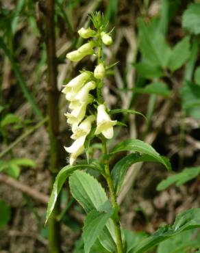 Fotografia 5 da espécie Digitalis lutea no Jardim Botânico UTAD