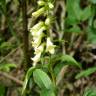 Fotografia 5 da espécie Digitalis lutea do Jardim Botânico UTAD