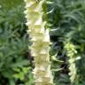 Fotografia 6 da espécie Digitalis lutea do Jardim Botânico UTAD