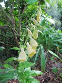 Fotografia da espécie Digitalis lutea