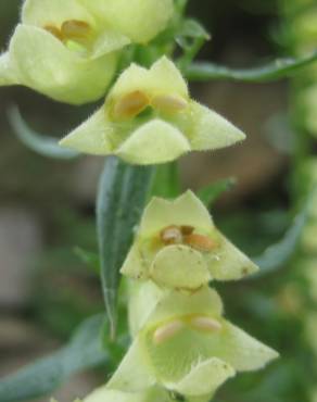 Fotografia 8 da espécie Digitalis lutea no Jardim Botânico UTAD