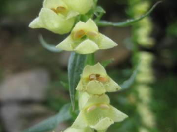 Fotografia da espécie Digitalis lutea