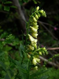 Fotografia da espécie Digitalis lutea