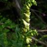 Fotografia 9 da espécie Digitalis lutea do Jardim Botânico UTAD