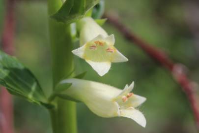 Fotografia da espécie Digitalis lutea