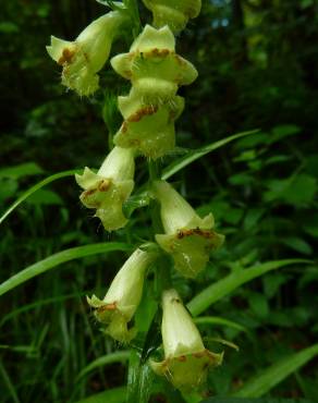 Fotografia 12 da espécie Digitalis lutea no Jardim Botânico UTAD