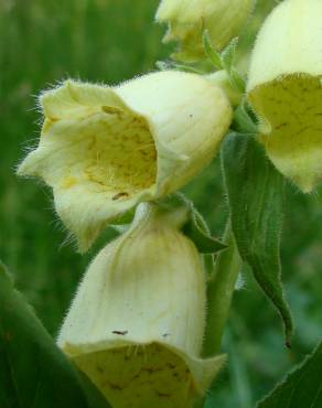 Fotografia 13 da espécie Digitalis lutea no Jardim Botânico UTAD