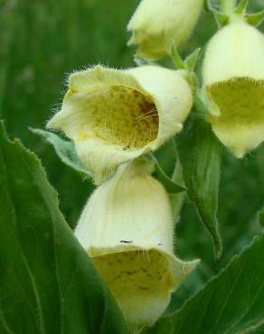 Fotografia 1 da espécie Digitalis lutea no Jardim Botânico UTAD