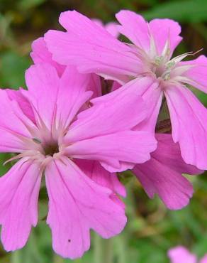 Fotografia 3 da espécie Silene flos-jovis no Jardim Botânico UTAD