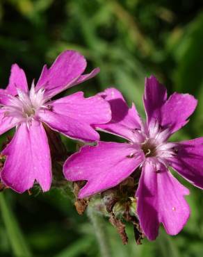 Fotografia 7 da espécie Silene flos-jovis no Jardim Botânico UTAD