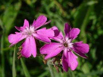 Fotografia da espécie Silene flos-jovis