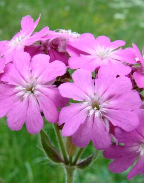 Fotografia 8 da espécie Silene flos-jovis no Jardim Botânico UTAD