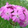 Fotografia 8 da espécie Silene flos-jovis do Jardim Botânico UTAD