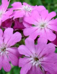 Silene flos-jovis