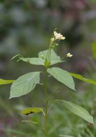 Fotografia da espécie Impatiens parviflora