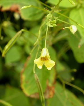 Fotografia 3 da espécie Impatiens parviflora no Jardim Botânico UTAD