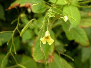 Fotografia da espécie Impatiens parviflora