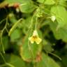 Fotografia 3 da espécie Impatiens parviflora do Jardim Botânico UTAD