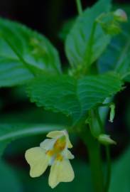 Fotografia da espécie Impatiens parviflora