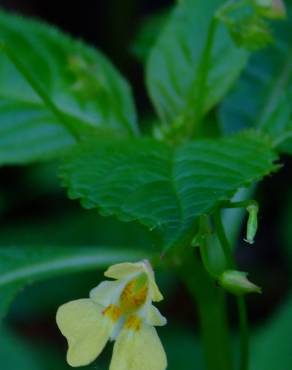 Fotografia 4 da espécie Impatiens parviflora no Jardim Botânico UTAD