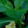 Fotografia 4 da espécie Impatiens parviflora do Jardim Botânico UTAD