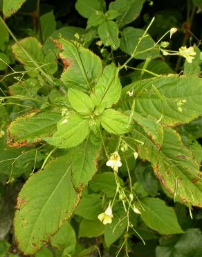 Fotografia 5 da espécie Impatiens parviflora no Jardim Botânico UTAD