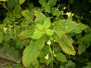 Fotografia da espécie Impatiens parviflora